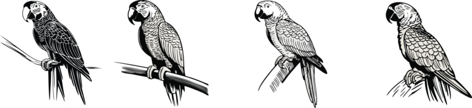 set of macaw bird vector illustration logo design 