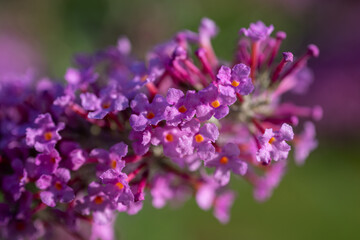 Pink david's clematis flowers in detail.

