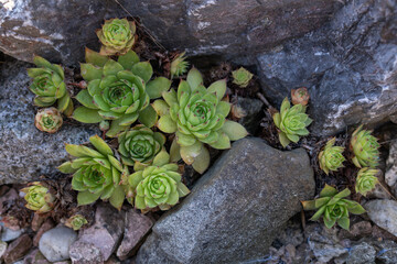 Green leaves do not crackle between stones.

