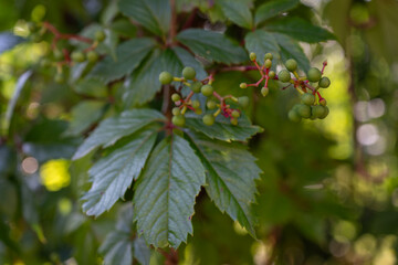 Green fruit dog wine outdoors.
