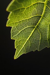 Fototapeta premium Close-up of a Green Leaf with Intricate Veins.