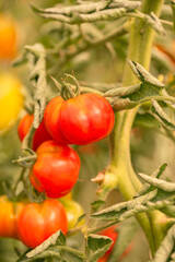 Beautiful Red Tomato Growing In The Garden