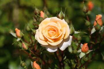 Simply Beautiful Peach coloured Rose with many Buds surrounding.