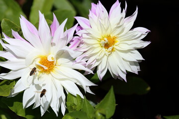 Amazing Purple fringed White Dahlias with fluffy petals.