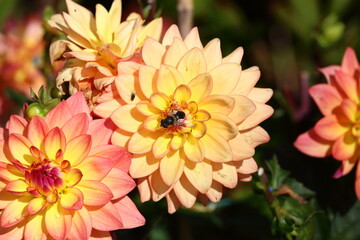 Beautiful yellow and pink Dahlia blooms with Bee.