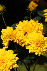 Yellow Dahlia with bee in attendance.