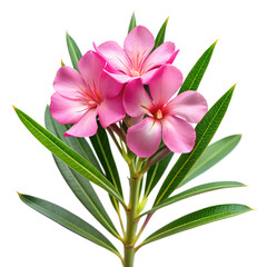 Oleander isolated on a transparent background