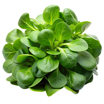 Mache (Lamb's lettuce), isolated on a transparent background