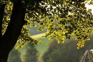 Laubbaum im Sonnenlicht