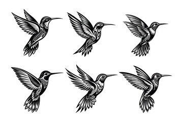 Obraz premium Hummingbird silhouette design bundle set in creative vector clip art with a white background