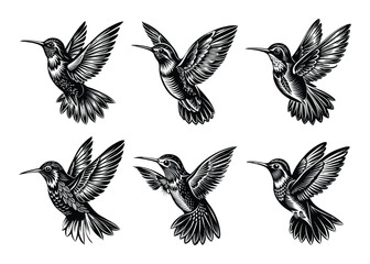 Fototapeta premium Hummingbird silhouette design bundle set in creative vector clip art with a white background