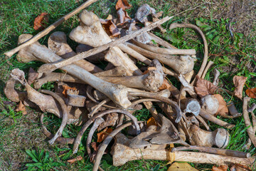 Human bones in the ground during excavations. Archaeological excavations. Ancient human remains. An excavated grave. Concealment of a crime.