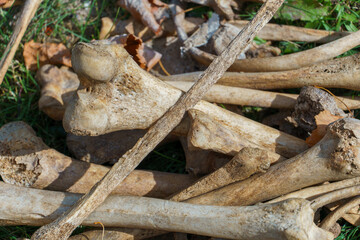 Human bones in the ground during excavations. Archaeological excavations. Ancient human remains. An excavated grave. Concealment of a crime.