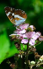 Kleiner Eisvogel // White admiral (Limenitis camilla)