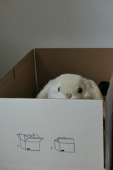 Stuffed animal in a moving box