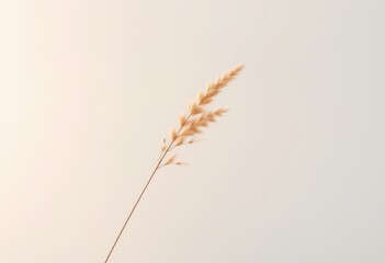 Obraz premium A Single Dried Grass Sprig Against a White Background