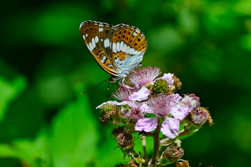 White admiral // Kleiner Eisvogel (Limenitis camilla)