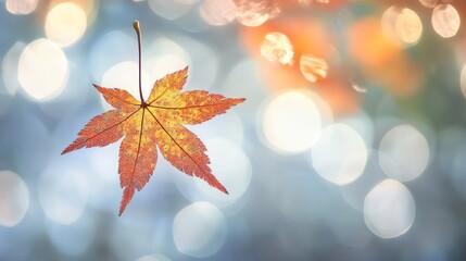 Fototapeta premium A bright autumn leaf against a blurred background.