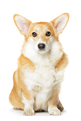 Pembroke Welsh Corgi puppy sitting looks mindfully white background