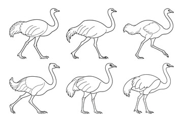 Common Ostrich silhouette bundle set in vector style clip art with white background