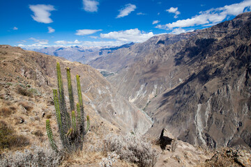Colca canyon in peru. Colca Canyon