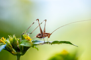 A cricket perched on a green plant with yellow flowers