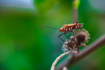 A close-up of an orange insect on a plant stem with a blurred green background. Copy space for text and advertising. Nature wallpaper