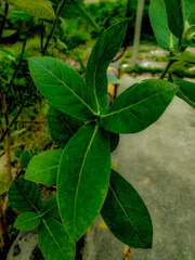 leaves in the garden. Akaw plants green leafs.