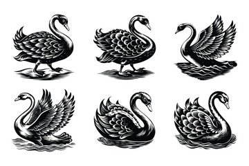 Obraz premium Swan silhouette design in vector style with a white background