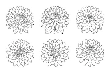 Chrysanthemum silhouette design bundle set in creative vector clip art with a white background