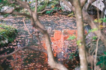 [KYOTO]A world-famous temple in Kyoto that is famous for its autumn foliage, Bishamondo-Monzeki, Japan