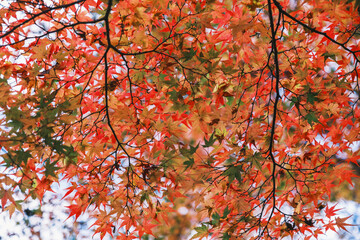 [KYOTO]A world-famous temple in Kyoto that is famous for its autumn foliage, The colorful autumn leaves are impressive, Bishamondo-Monzeki, Japan