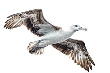 Fototapeta premium Albatross