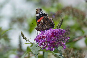 Red admiral butterfly (Vanessa Atalanta) perched on summer lilac in Zurich, Switzerland