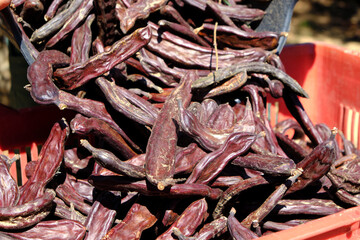 fills a plastic crate with freshly harvested carob pods