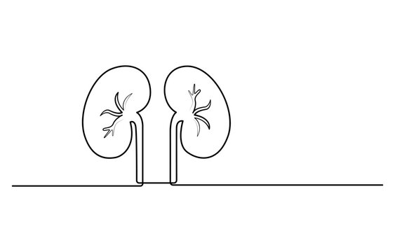 recommend clip art: Kidney human organ one line art drawing. Human kidneys continuous one line drawing. Isolated on white background vector illustration. Premium vector, Human kidneys with ureters one line art