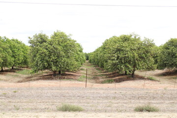 citrus fruit farm with small and big green orange trees