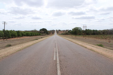 Naklejka premium tarred asphalt road with trees alongside