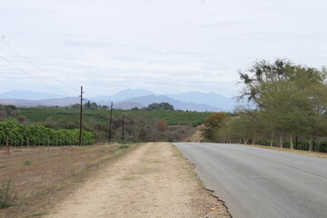 citrus fruit farm with small and big green orange trees