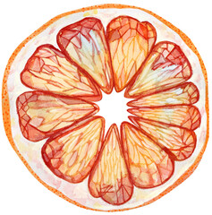Dried grapefruit. Organic Healthy Dried Fruit. Watercolor illustration