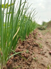 Fototapeta premium onion in the field