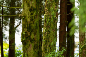 Green moss on the trees in the forest. Selective focus.