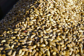 A large number of dried pistachios photographed close-up on a street stall in a Turkish market. The nuts are sold at a bazaar in the city of Gaziantep, known as the center of pistachio cultivation.
