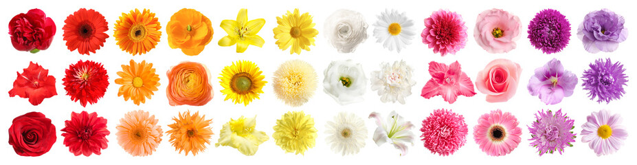 Set of different beautiful flowers on white background. Banner design