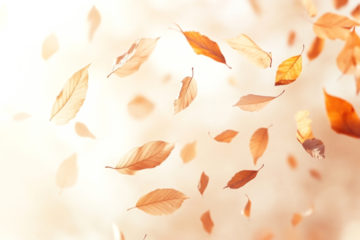 Leaves falling in the air leaf blossom flower.