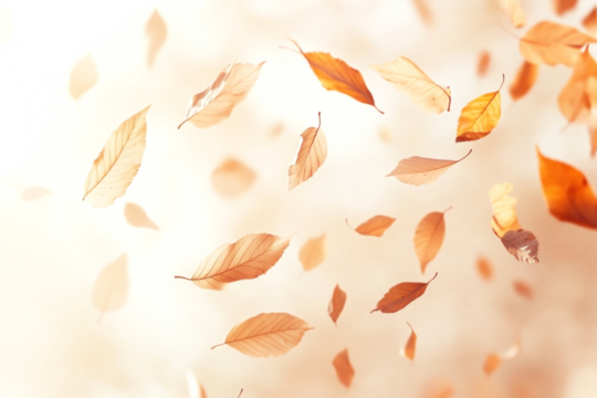 Leaves falling in the air leaf blossom flower.