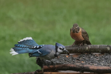 Blue Jays fighting in late summer