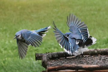 Blue Jays fighting in late summer