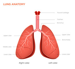 Lung Anatomy Diagram Key Structures of the Respiratory System for Gas Exchange