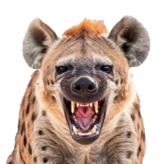  Aggressive spotted hyena snarling and showing its teeth on a white background © nsit0108